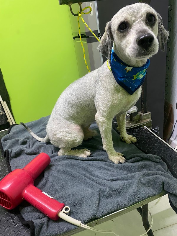 Clínica Veterinaria y Estética Canina ANIMALIA