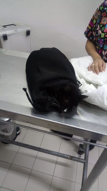 Clínica y Oftalmología Veterinaria