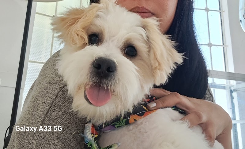 Clinipetz clínica y estética veterinaria