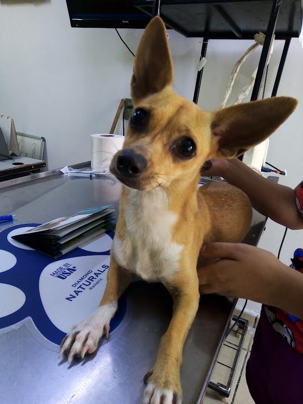 Consultorio Veterinario "Alex" "Daslan Vet"