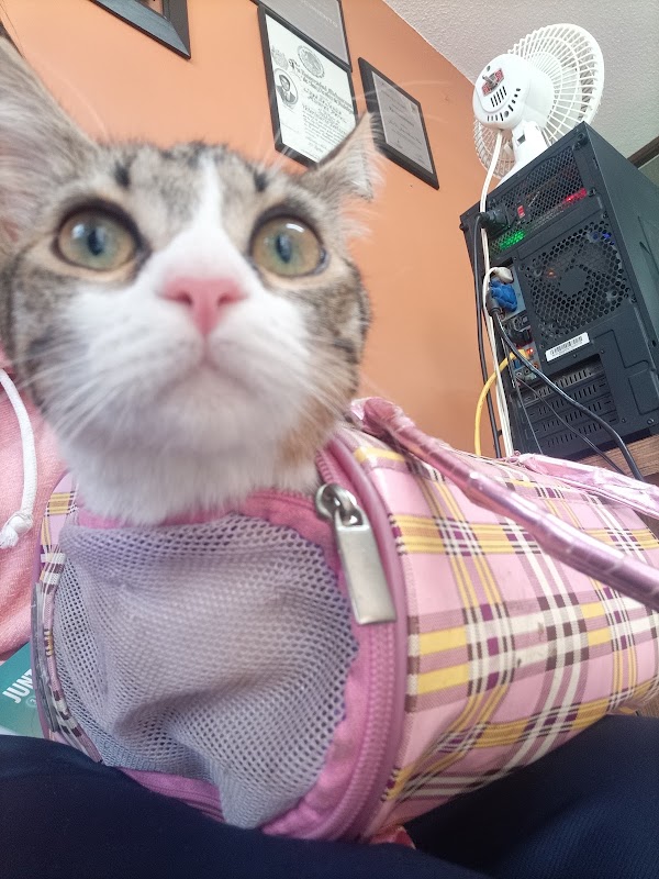 Consultorio Veterinario Dr. Álvarez