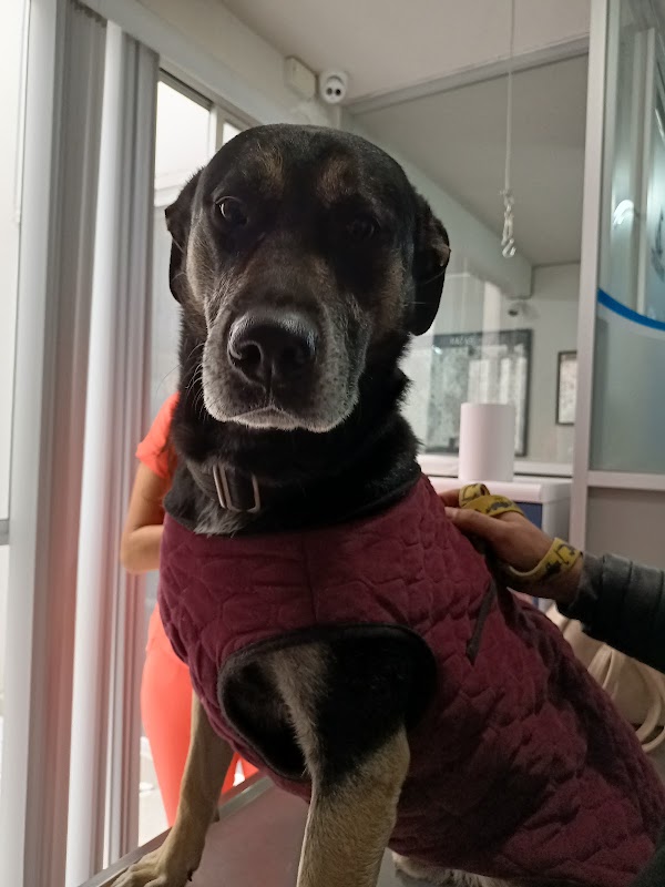 Consultorio Veterinario para perros y gatos
