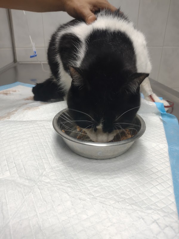 Dactary Hospital Veterinario