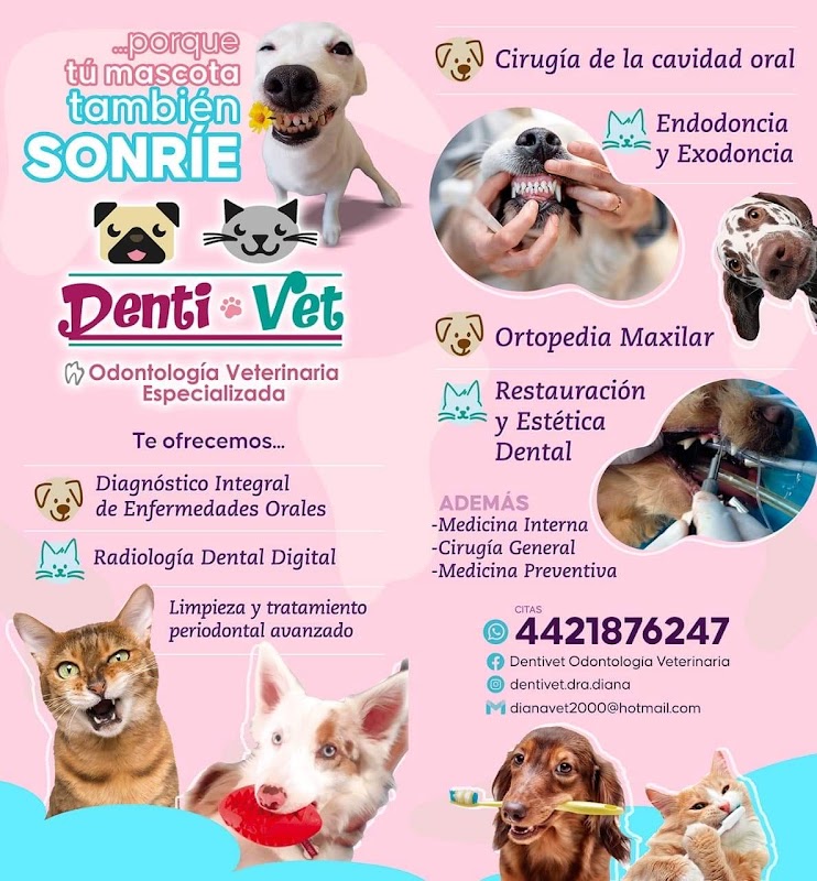 Dentivet Odontología Veterinaria Especializada