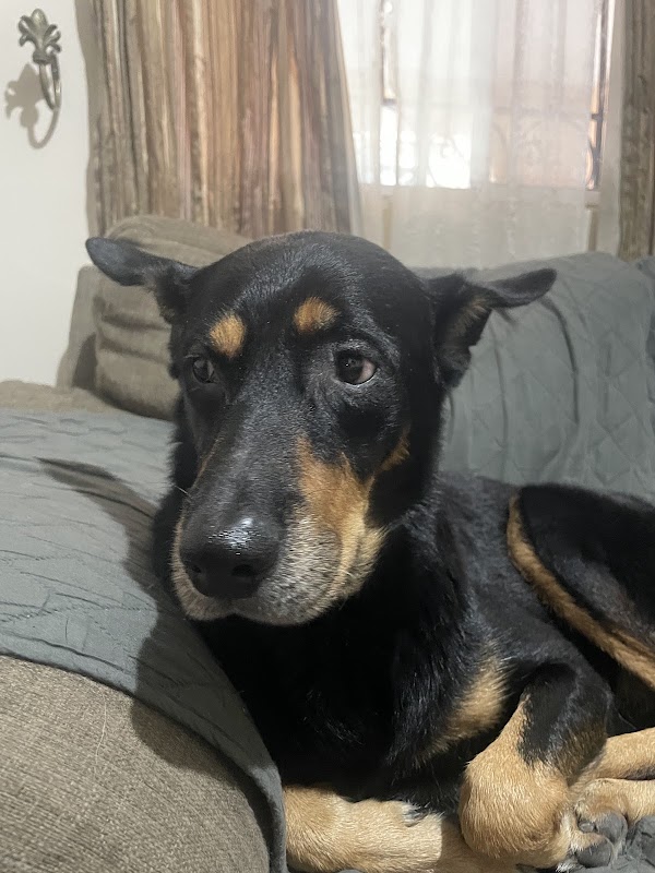 DERMADOG’C — Dermatología veterinaria en Monterrey