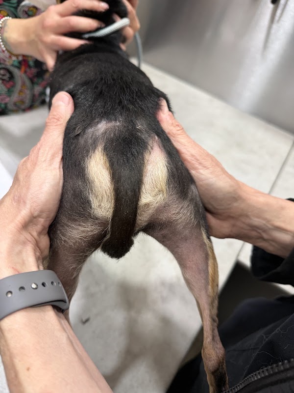 Dermatología Especializada Centro Veterinario México