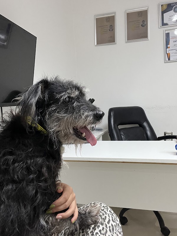 Dermover Veterinaria — Odontología veterinaria en Veracruz