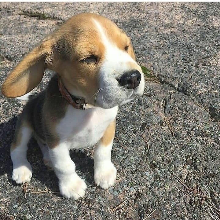 DESARROLLO INTEGRAL CANINO XALAPA