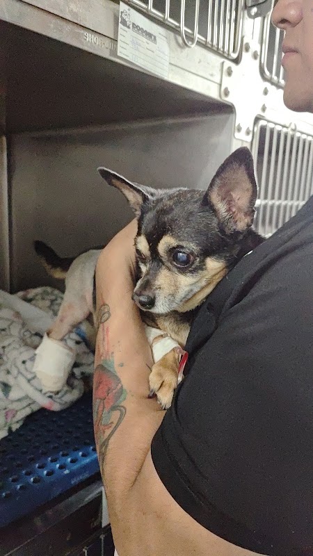 DOGGIE'S HOSPITAL VETERINARIO