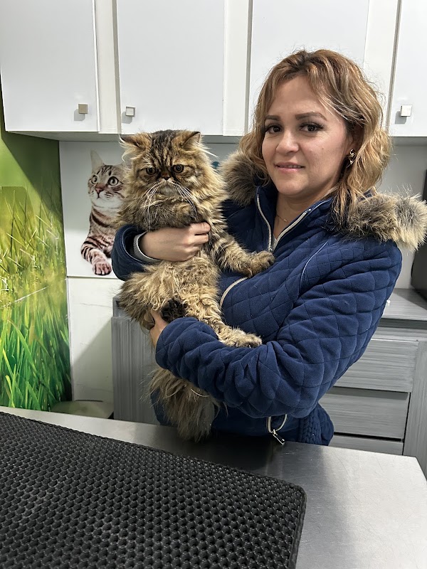 Doggy Vet Care