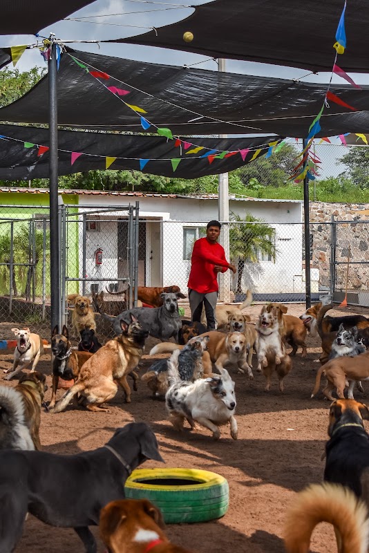 Dogtainer Juriquilla