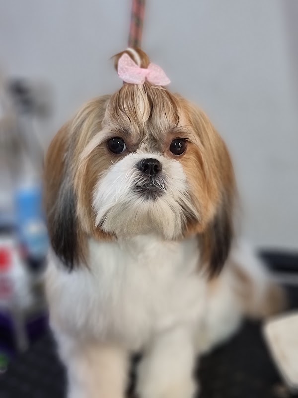 Dr. Animaux Hospital Veterinario