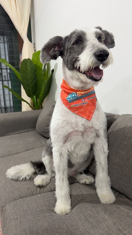 Dr. Mascotab Clinica Veterinaria Especializada
