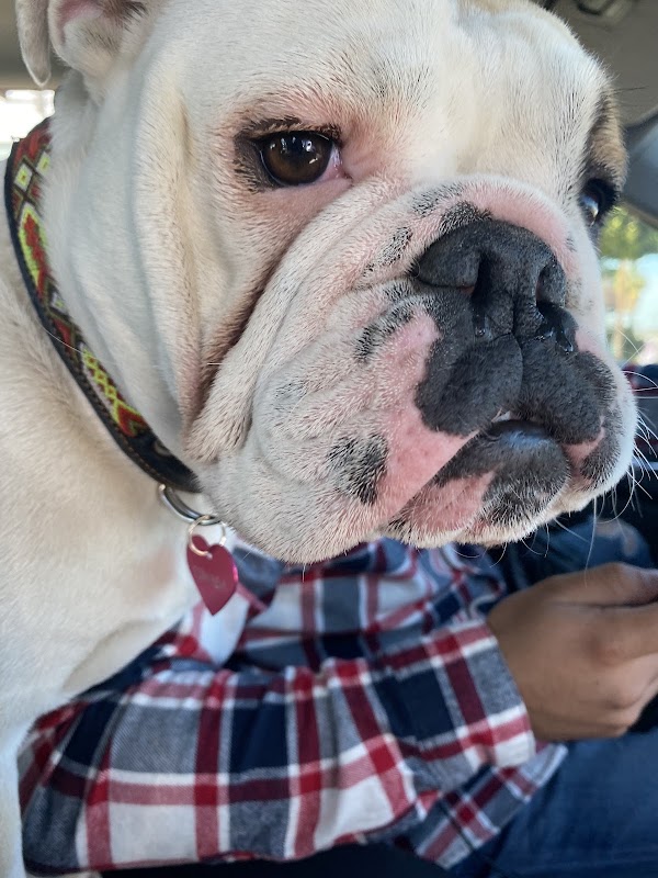 Dr. Vet Pet Emergency