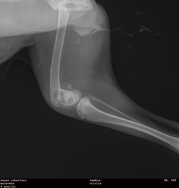 Dr. Vet