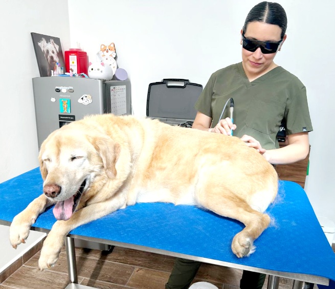 Dra. Ana Terapia Veterinaria