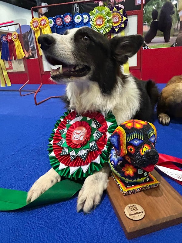 Educandog