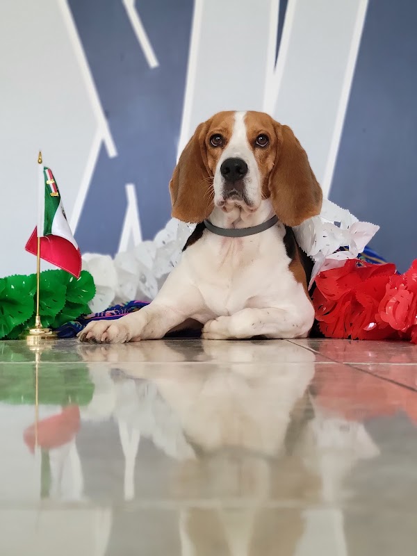 Enchúlame Al Perro