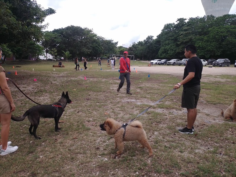 Entrena a tu mascota