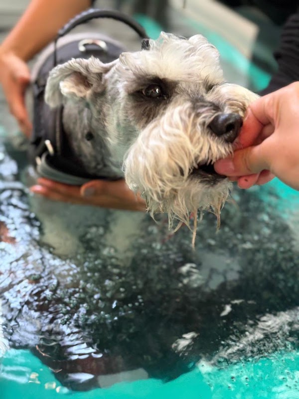 ERA Rehabilitación Veterinaria y Fisioterapia Animal en Querétaro