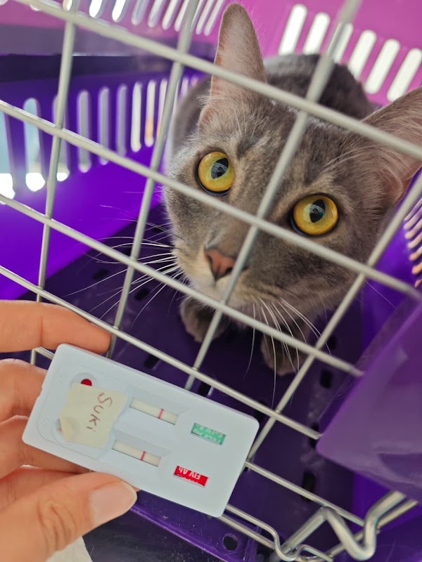 Ericat Servicios Médicos Veterinarios