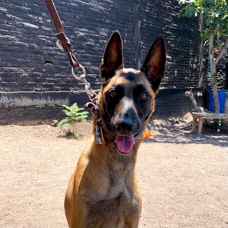 Escuela Canina México / Morelia