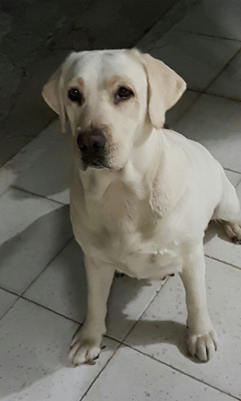 Escuela de Psicología Canina Millan