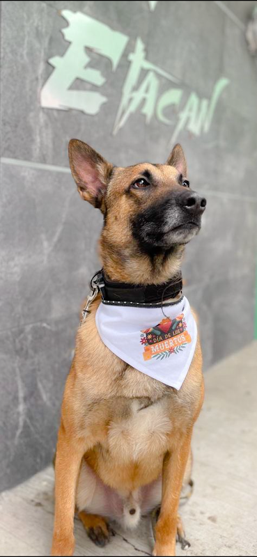 ETACAN Etología y adiesteamiento canino