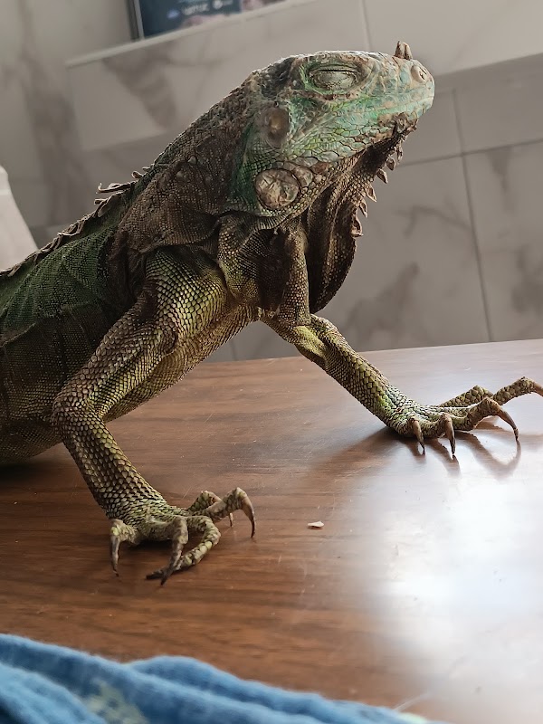 Exotic Care Servicio Veterinario