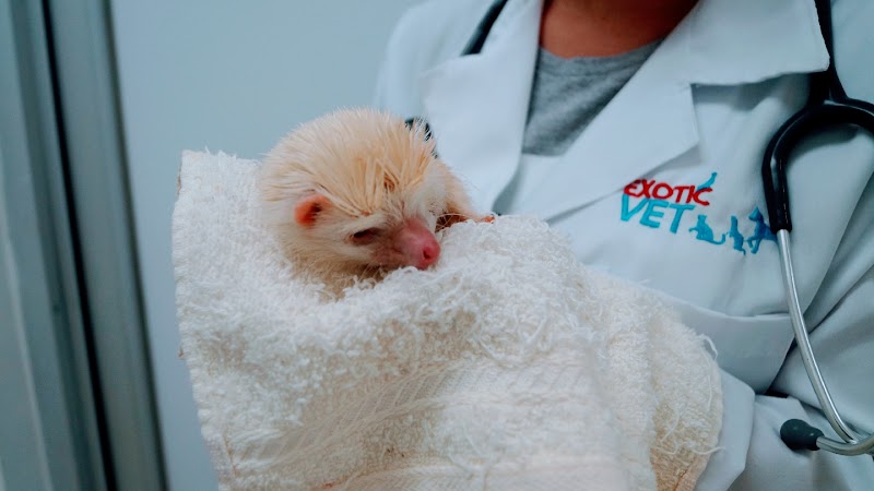 Exotic Vet Zavaleta