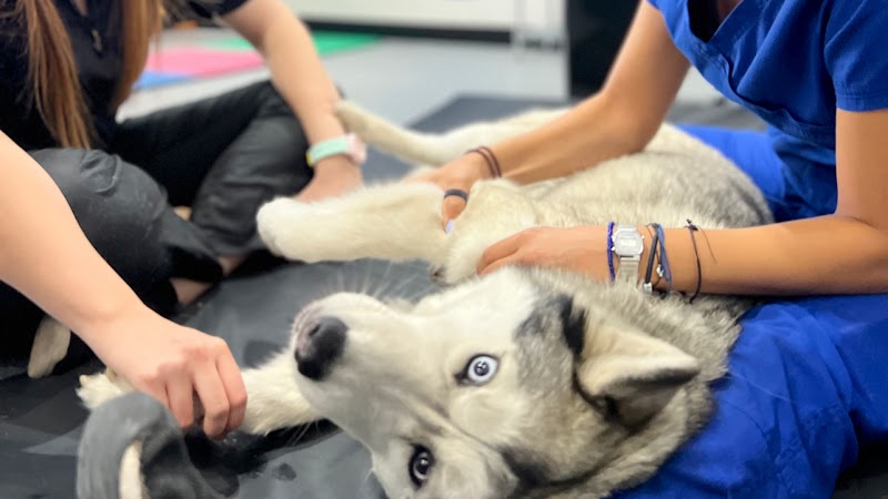 Fisiovet Monterrey — Ortopedista en Monterrey