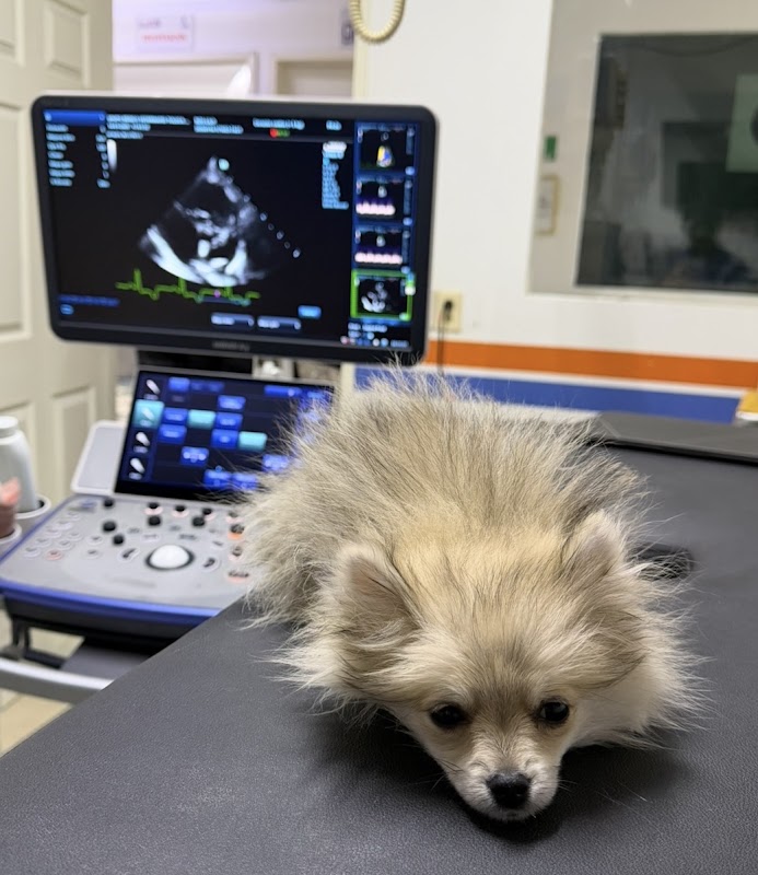 GMVT Cardiología Veterinaria