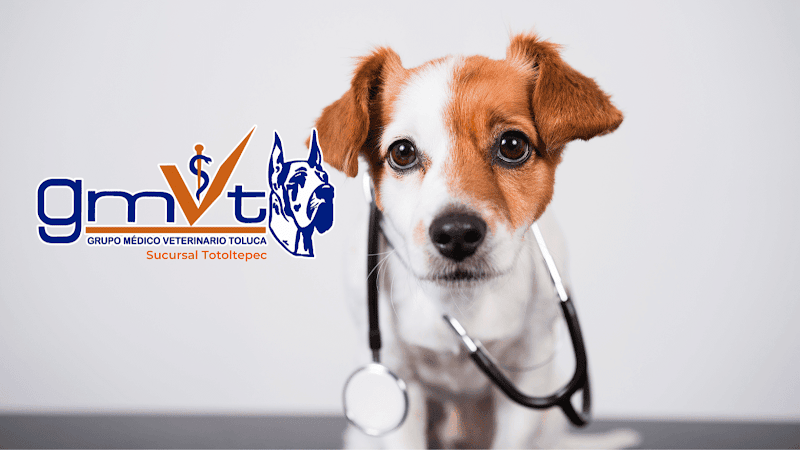 GMVT - Hospital Veterinario - Sucursal Santa María Totoltepec