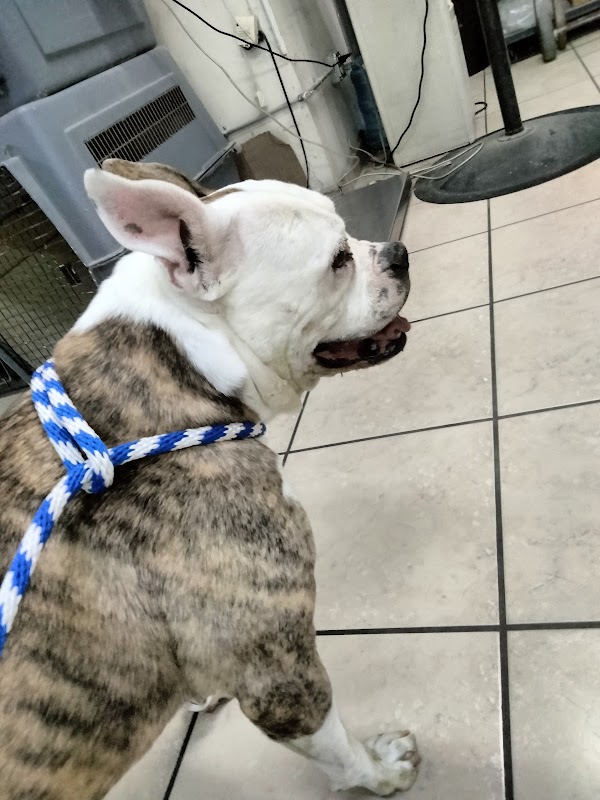 Granero Y Veterinaria Cuauhtémoc