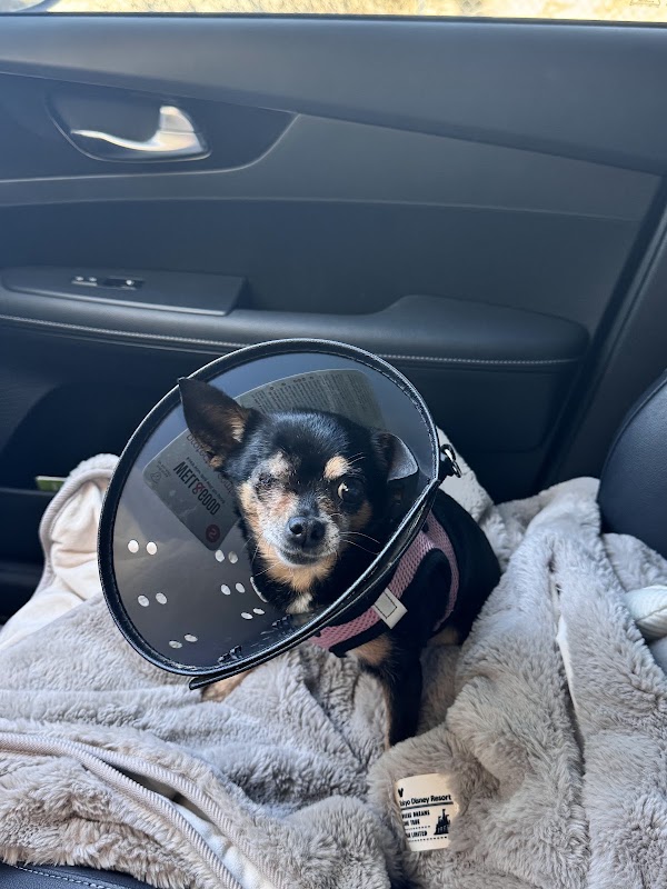 Help-Vet