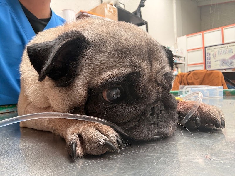 Hospital Animal's