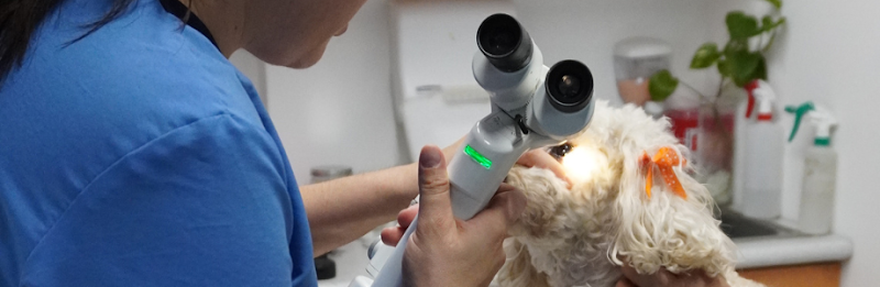Hospital de Oftalmología Veterinaria EyeCare Condesa