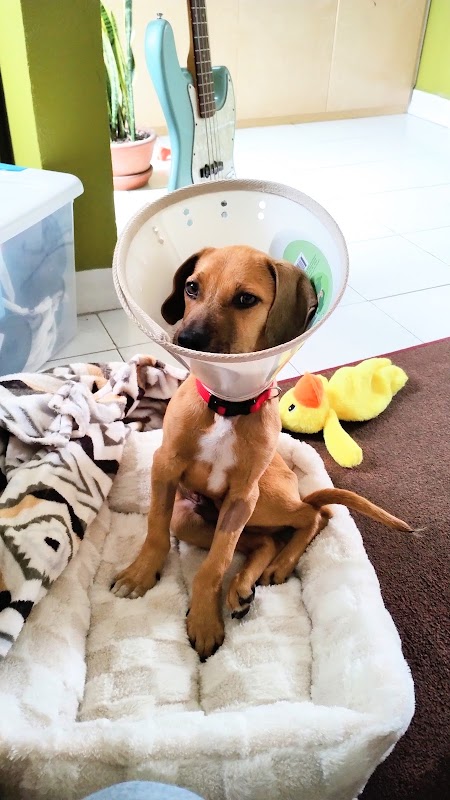 Hospital para Perros y Gatos