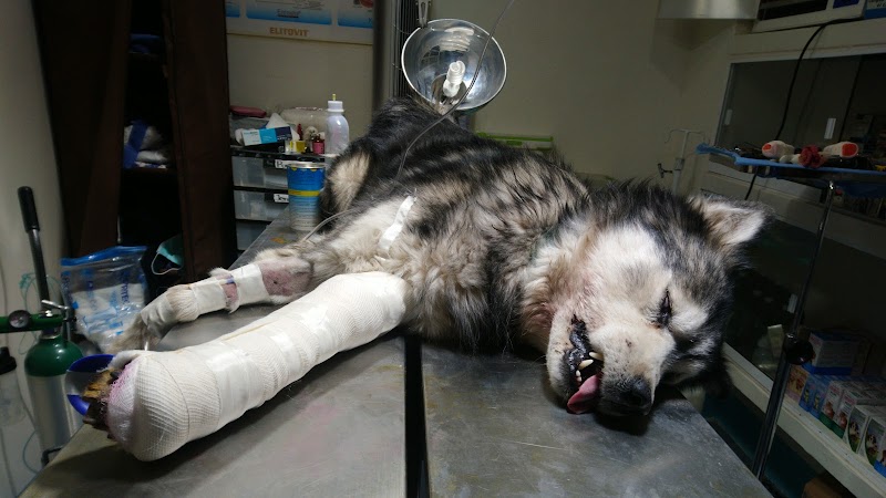 Hospital Veterinaria El Rayo