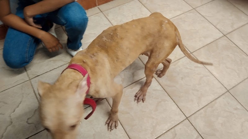 Hospital Veterinario
