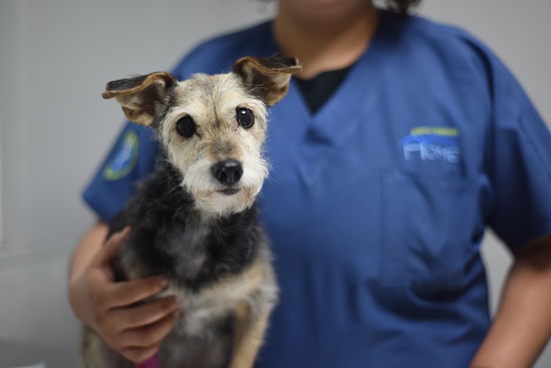 Hospital Veterinario Animal Home Pedregal 24 Horas