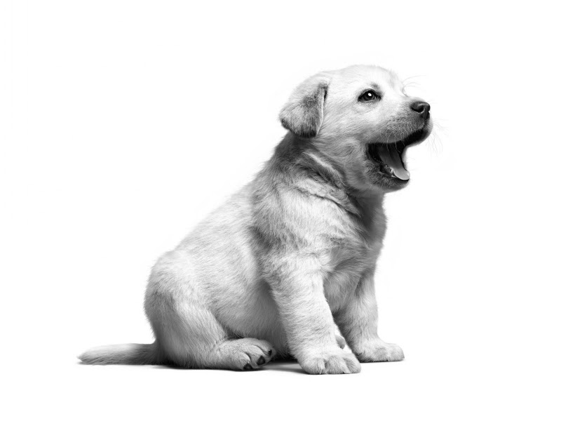 Hospital Veterinario Asis
