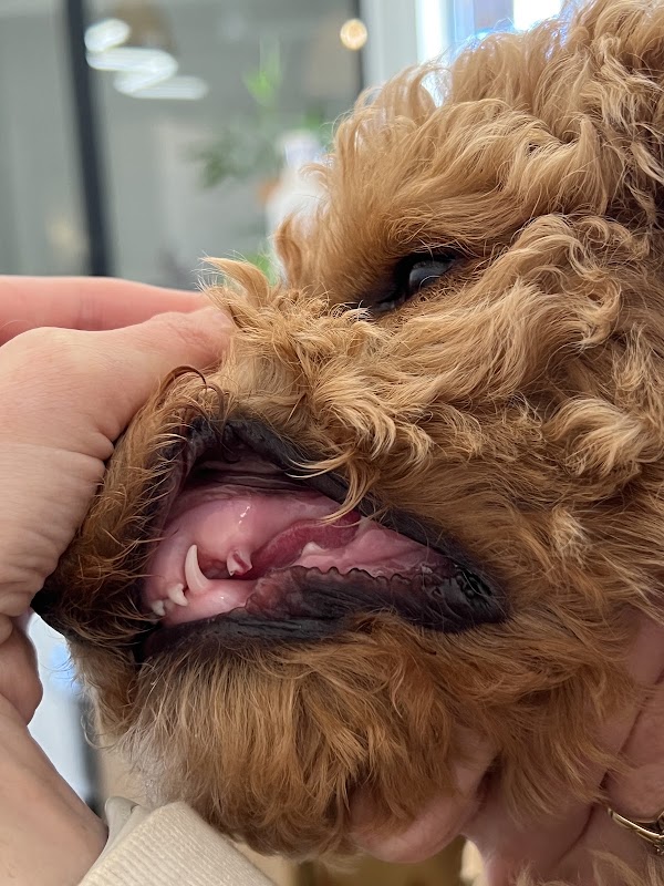 Hospital Veterinario Borges