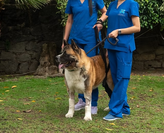 Hospital Veterinario de Especialidades Bruselas