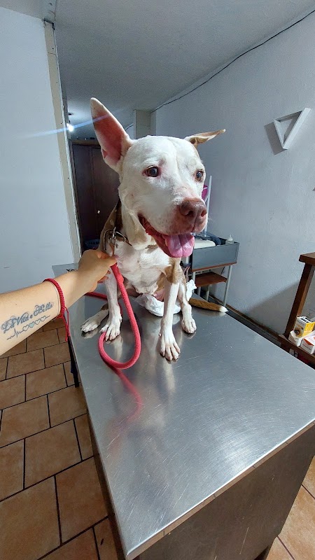 Hospital Veterinario del Country