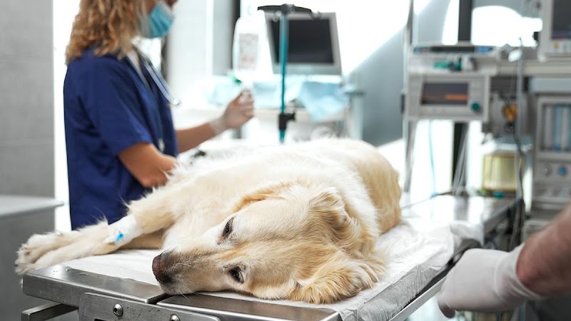 Hospital Veterinario Healthy Puppy