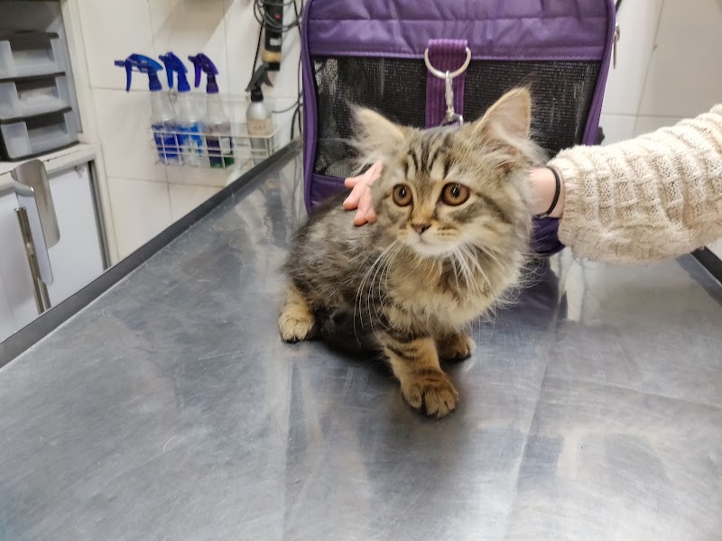 hospital Veterinario M del C