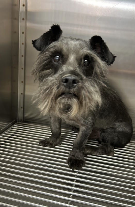 Hospital Veterinario Querétaro 24 hrs