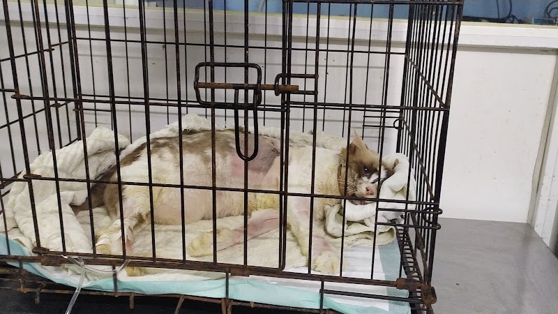 HOSPITAL VETERINARIO REVILLA