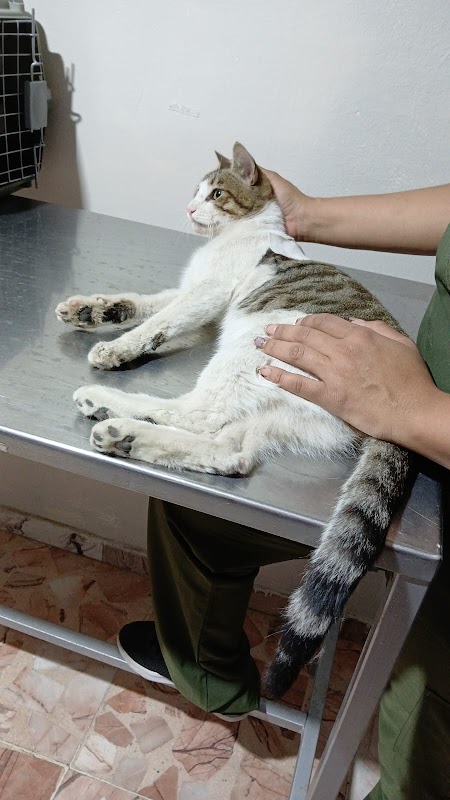 Hospital Veterinario Señor Mascota Culiacán